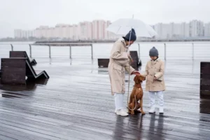 yağmurlu günlerde köpekler i̇çi̇n açik hava akti̇vi̇teleri̇ i̇çi̇n i̇puçlari (3)