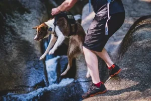 Hvad er formålet med en hundevest (5)