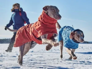 когда моей собаке нужна шерсть (3)