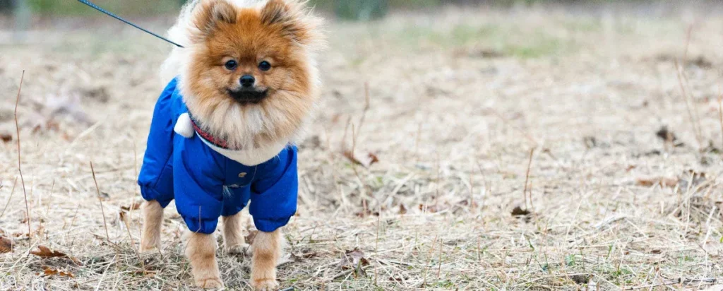 when should i put a jacket on my dog​ (1)