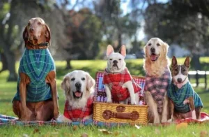 когда собака должна носить шерсть (5)