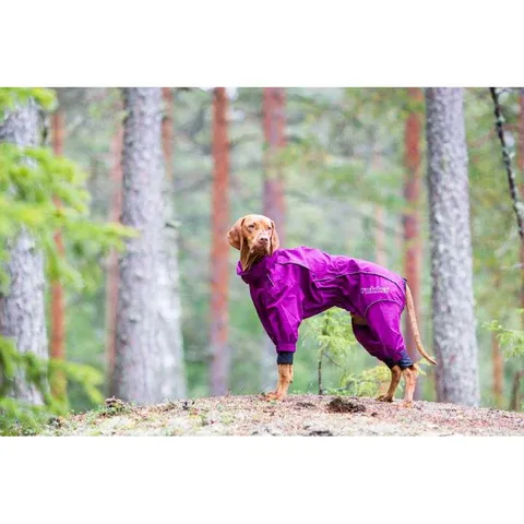 why your dog needs a jacket the benefits (3)
