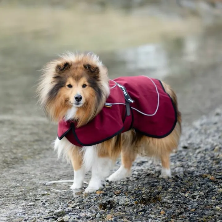 why your dog needs a jacket the benefits (6)