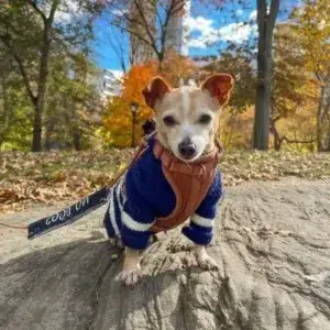 köpeğim neden kazaklardan nefret ediyor (2)
