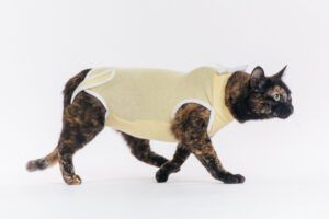avantages des vêtements postopératoires pour le rétablissement des animaux de compagnie (1)