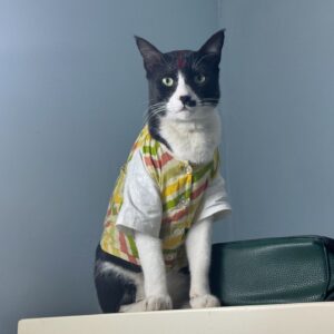 välja rätt hundklädestillverkare för snygga och bekväma kläder för husdjur (1)