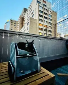 découvrez votre compagnon d'aventure idéal le sac à dos innovant en Chine pour animaux de compagnie (2)