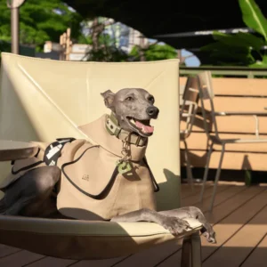 upptäck den ledande tillverkaren av hundvalpskläder som revolutionerar husdjursmode (1)