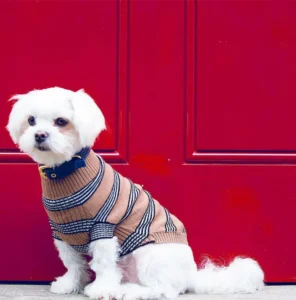 discover the style revolution at top paw dog clothes factory (2)