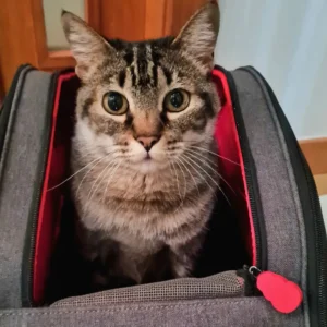 upptäck de högst rankade fabrikshemligheterna för kattbärväska i Kina (1)