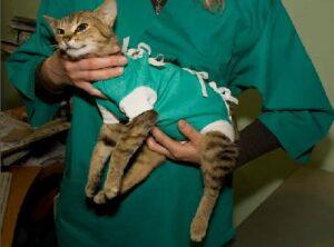 explorer ce qui rend essentiel un fournisseur de vêtements pour la chirurgie des animaux de compagnie (1)