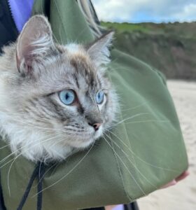 à l'intérieur de l'usine de vestes de sécurité camouflées pour chiens où la protection des chiens commence (3)