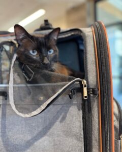 à l'intérieur du sac de transport du chat innovations de l'usine en matière de confort félin (2)
