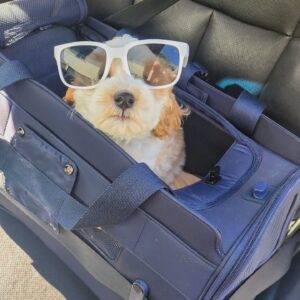 resa med stil upptäck den ultimata djurhållaren i porslin (4)