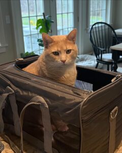 paw sibilities ouvre l'art d'une fabrique de cage à chat sur mesure (2)