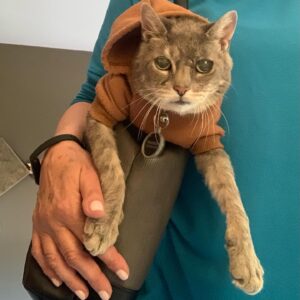 pattes et toile à l'intérieur du sac de transport pour chat (2)