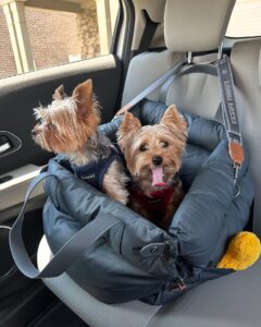 paws and innovation inside the world of top pet carrier manufacturers (5)