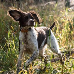 fördelarna med att välja en oem bulk hundkläder fabrik kostnadseffektivitet och anpassning (4)