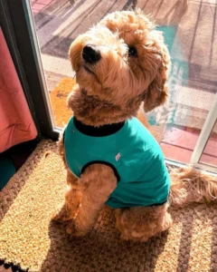 transformer la guérison rencontrer votre meilleur fournisseur de vêtements pour la chirurgie des animaux (2)(1)