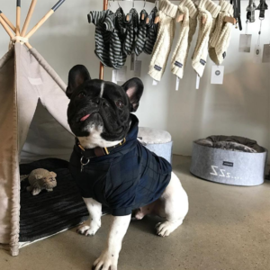 trend alert upptäcker chic oem hundkläder fabriker för stora raser (2)