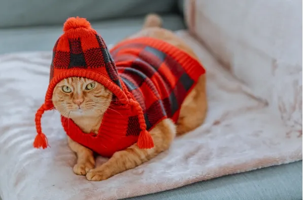 trends in dog fashion the latest styles and designs for your furry friend (1)