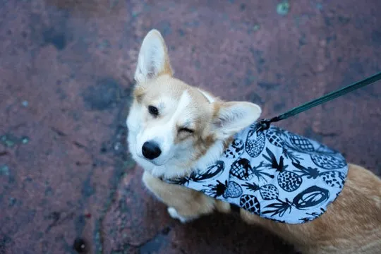 trends in dog fashion the latest styles and designs for your furry friend (3)