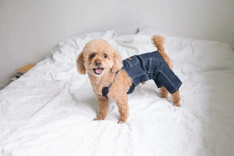 trends in dog fashion the latest styles and designs for your furry friend (3)(1)
