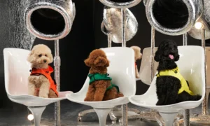 Släpp loss hundklädseln med ledande leverantörer av hundkläder (5)