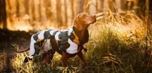 Slip stilen løs og opdag de bedste leverandører af hundeskjorter i dag (2)(1)