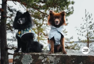 afsløring af charmen ved top paw hundetøjsfabrikker en guide til dyreelskere (1)