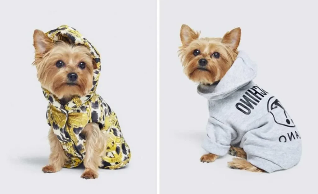 unveiling the trends xs dog clothes factory's cutting edge canine couture (2)