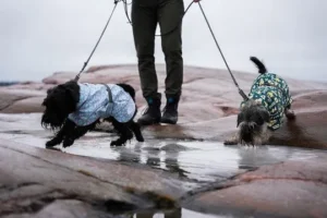 Hvor finder man den bedste leverandør af hundetøj til unikke designs (7)