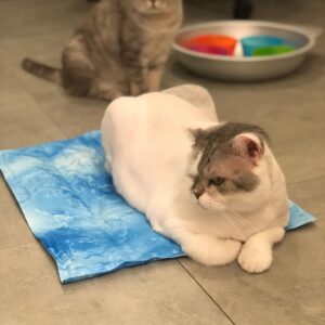 kinesisk husdjur is cool bo leverantör premium husdjur isbädd & husdjur sommar säng för grossist (4)