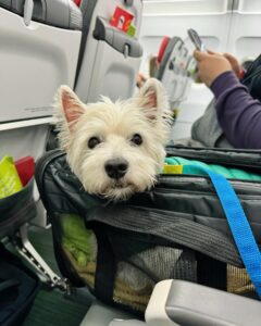 discover innovative solutions from china's pet carrier travel bag factory for happy travels (2)