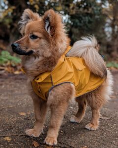 discover quality at our dog outdoor fleece jacket factory for warm and stylish pets (2)