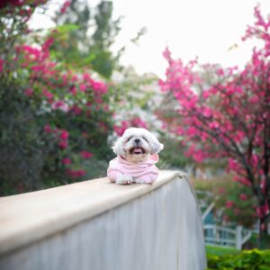 discover rude hundkläder tillverkare av trendiga kläder för snygga husdjur och deras ägare (8)