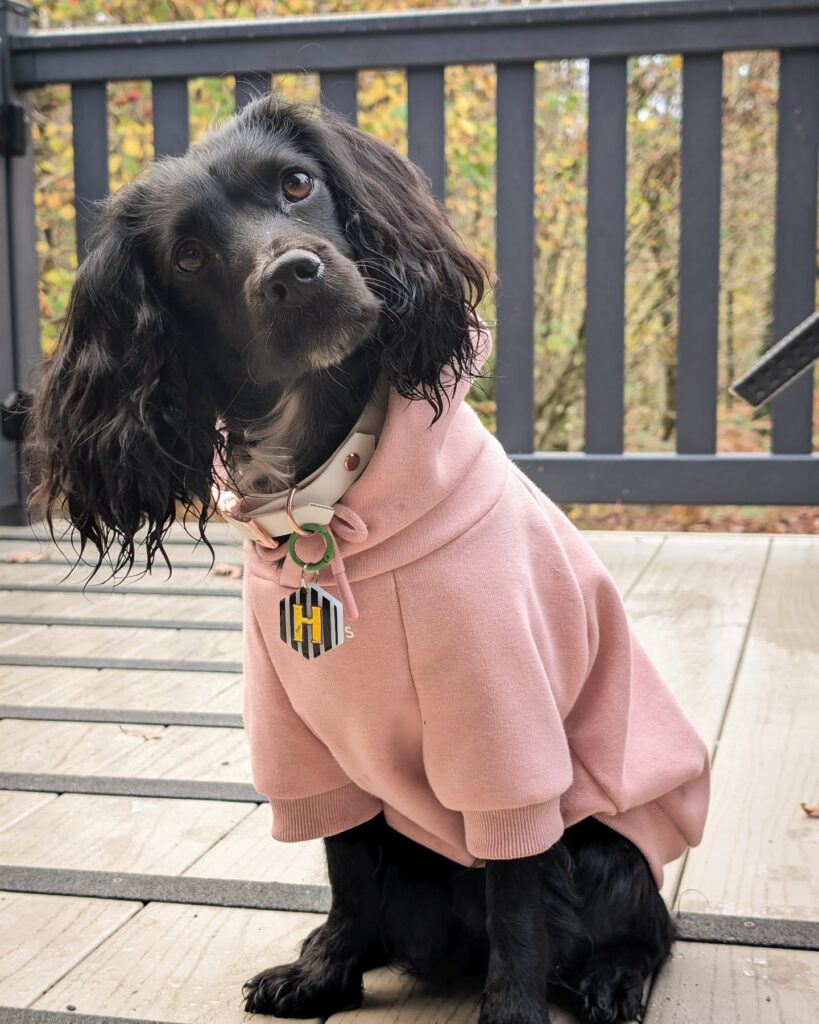 upptäck snygga och slitstarka 2xl hundkläder från den ledande fabriken för stora hundar (4)