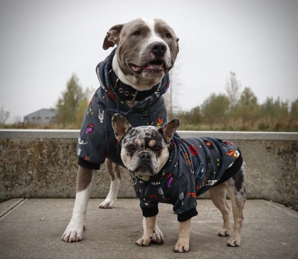 discover stylish and durable 2xl dog clothes from the leading factory for big dogs (5)