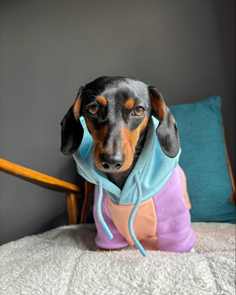 discover stylish and durable 2xl dog clothes from the leading factory for big dogs (6)