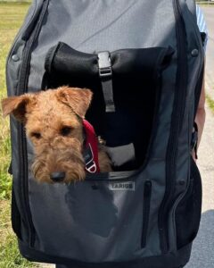 discover top dog bärväska fabriker kvalitet, komfort och stil för din valp (4)