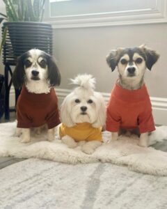 descubra los mejores proveedores de ropa para mascotas de calidad y con estilo (6)