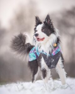 upptäck de bästa tillverkarna av säkerhetsjackor för hundar i camouflage för ultimat säkerhet och stil (4)