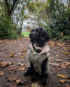 löytää parhaat tyylit meidän ex pieni koira vaatteet tehdas laatu, mukavuus, ja räätälöinti (1)