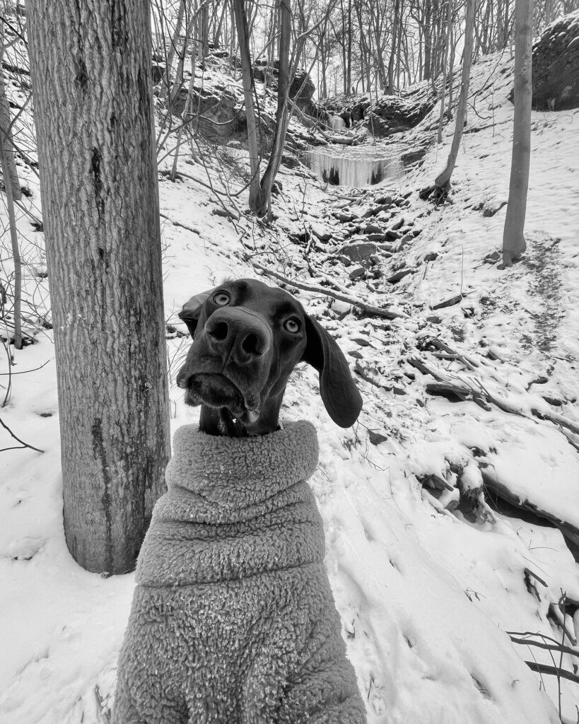 discover the best top paw dog clothes factories for stylish pet apparel (2)