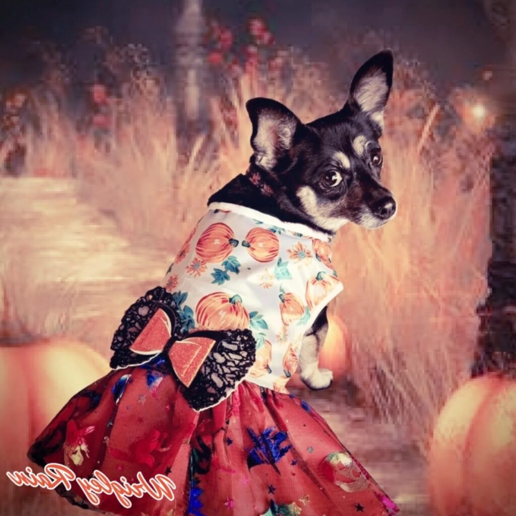 discover the best top paw dog clothes factories for stylish pet apparel (4)