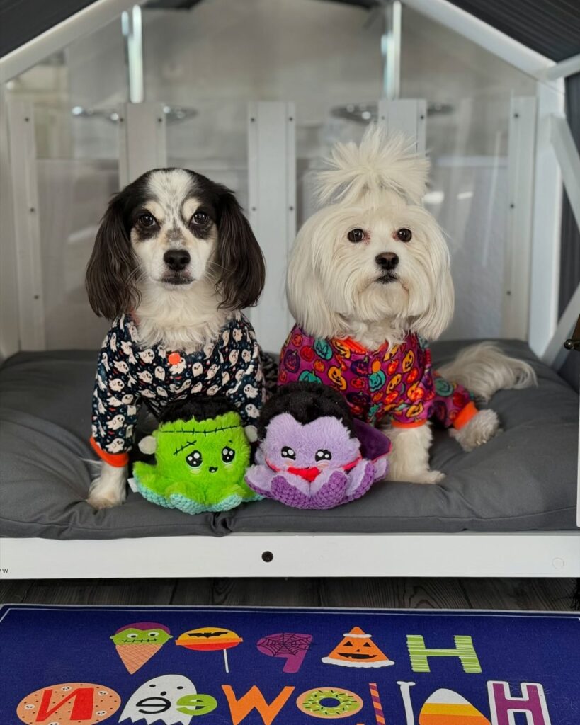 discover the best top paw dog clothes factories for stylish pet apparel (6)