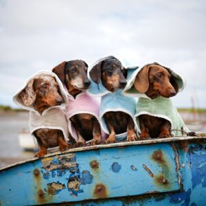 upptäck den trendiga utvecklingen av fabriksbidragen för hundkläder från Top Paw (3)