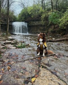 upptäck xs hundklädesfabrikens snygga och bekväma mode för små raser (8)