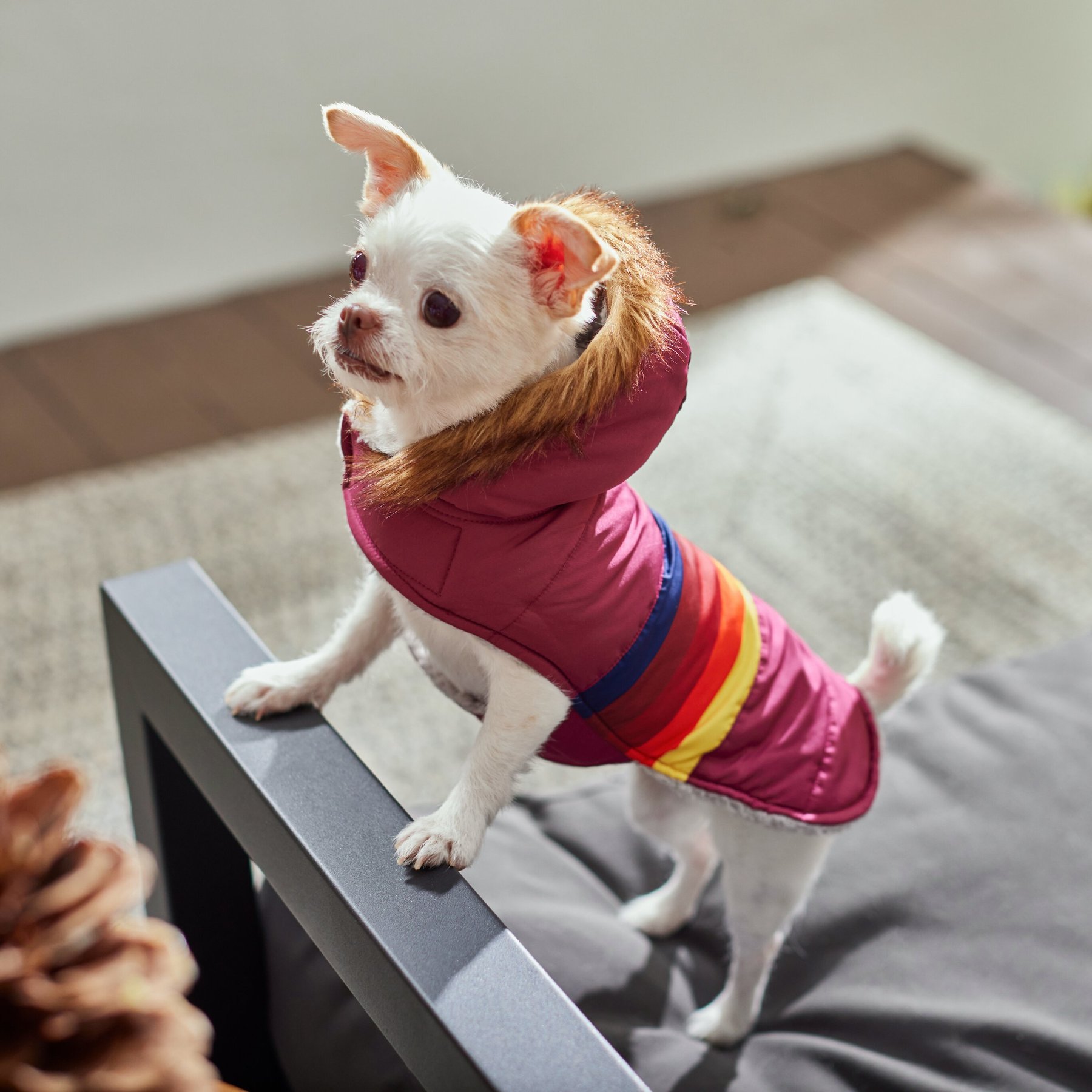 dog clothes factory (3)