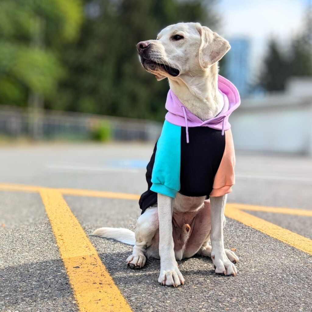 explore corgi dog clothes factories stylish, ethical outfits for your beloved pet (1)